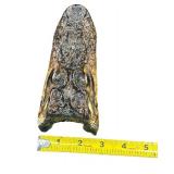 VINTAGE SMALL 7" ALLIGATOR TAXIDERMY HEAD