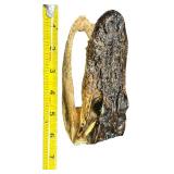 VINTAGE SMALL 7" ALLIGATOR TAXIDERMY HEAD