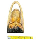 VINTAGE SMALL 7" ALLIGATOR TAXIDERMY HEAD