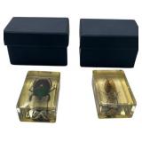 TAXIDERMY INSECTS, LOT OF 2
