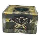 TAXIDERMY INSECTS, LOT OF 2