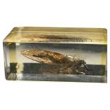 TAXIDERMY INSECTS, LOT OF 2