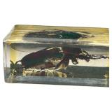 TAXIDERMY INSECTS, LOT OF 2
