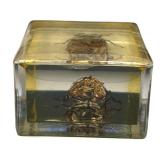 TAXIDERMY INSECTS, LOT OF 2