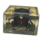 TAXIDERMY INSECTS, LOT OF 2