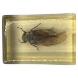 TAXIDERMY INSECTS, LOT OF 2