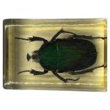 TAXIDERMY INSECTS, LOT OF 2