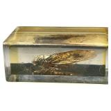 TAXIDERMY INSECTS, LOT OF 2