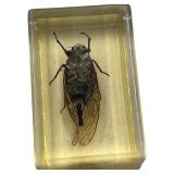 TAXIDERMY INSECTS, LOT OF 2