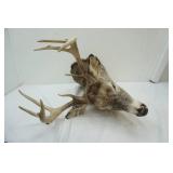 Deer Mount 8pts