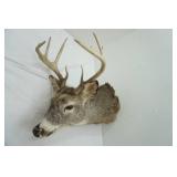 Deer Mount 8pts