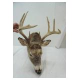 Deer Mount 8pts