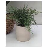 Set of 4 Faux Plants - 1 Larger Spruce & 3 Ferns