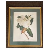 Framed Magnolia Botanical Print