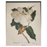 Framed Magnolia Botanical Print
