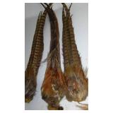 Pheasant Tails