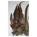 Pheasant Tails