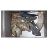 Megalodon Fossil Shark Teeth.