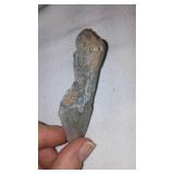 Megalodon Fossil Shark Teeth.