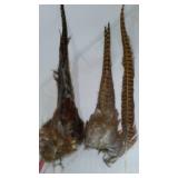 Pheasant Tails (25)