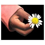 Tamber Sherman 2009 Beautiful Picture of Childs Hand with Flower