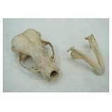 animal skull & jawbone