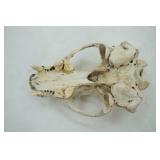 animal skull & jawbone