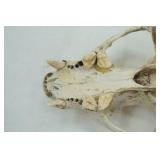 animal skull & jawbone