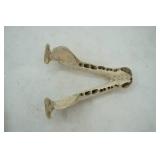 animal skull & jawbone