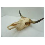 Longhorn Skull - good condition