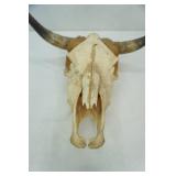 Longhorn Skull - good condition