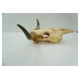Longhorn Skull - good condition