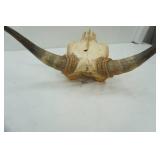 Longhorn Skull - good condition