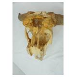 Longhorn Skull - good condition