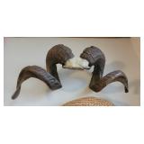 Real Rams Head Horn Mount