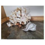 Coral and Shell Specimen Collection