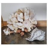 Coral and Shell Specimen Collection