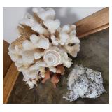 Coral and Shell Specimen Collection