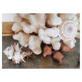 Coral and Shell Specimen Collection