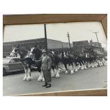 Framed Photo of the Budweiser Clydesdale Horses in St. Paul MN.