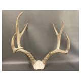 Natural Deer Antlers Rustic Decorative Pair