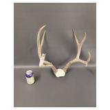 Natural Deer Antlers Rustic Decorative Pair