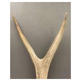 Natural Deer Antlers Rustic Decorative Pair
