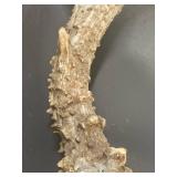 Natural Deer Antlers Rustic Decorative Pair