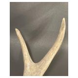 Natural Deer Antlers Rustic Decorative Pair
