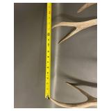 Natural Deer Antlers Rustic Decorative Pair