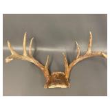 2 Sets Mounted Deer Antlers Collection