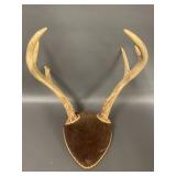 2 Sets Mounted Deer Antlers Collection