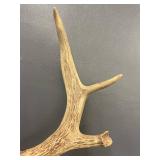 2 Sets Mounted Deer Antlers Collection