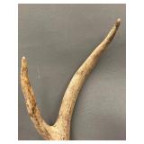 2 Sets Mounted Deer Antlers Collection